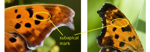 Close-up of the subapical marks on Polygonia ssp.